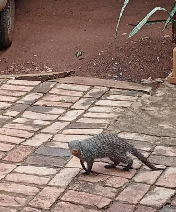 Hedgehog * Marloth Park