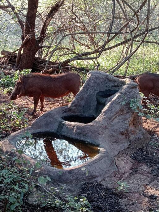 Hedgehog Apartamento Marloth Park